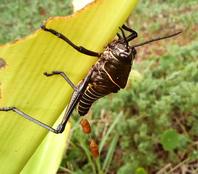 [Straight on view of a dark brown grasshopper nymph holding a vertical yellow stalk. Hanging from the tail end is string with two light brown sausage-shaped sections with a string section between them hanging vertically.]